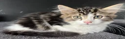Mixed Breed cats for sale: Fluffy Kittens for sale - Advert 20