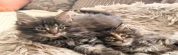 Maine Coon cats for sale: Pure breed Maine coon kittens for sale - Advert 19
