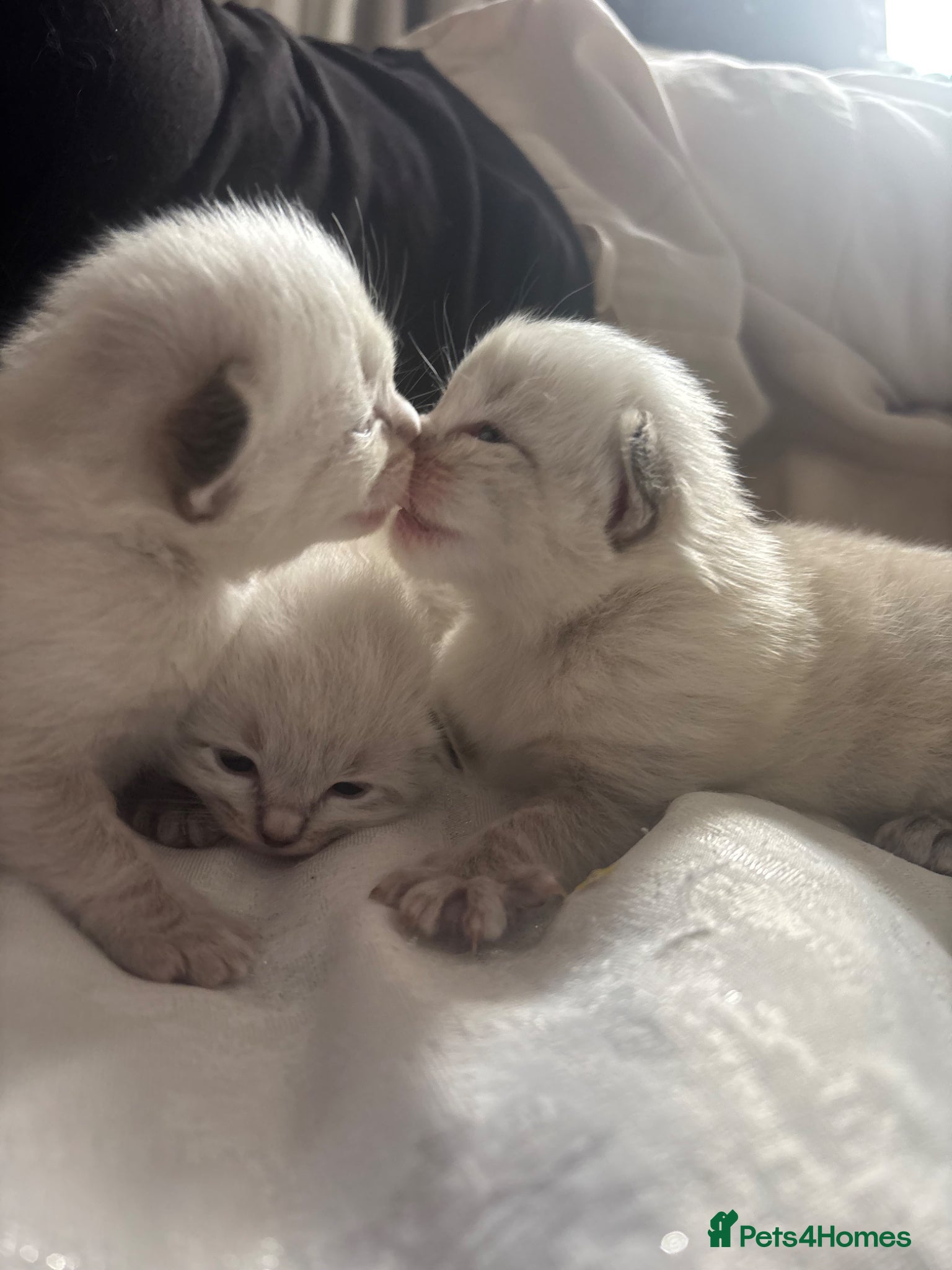 Mixed Breed cats Ragdoll x Siberian Neva Masquerade Kittens - Advert 22