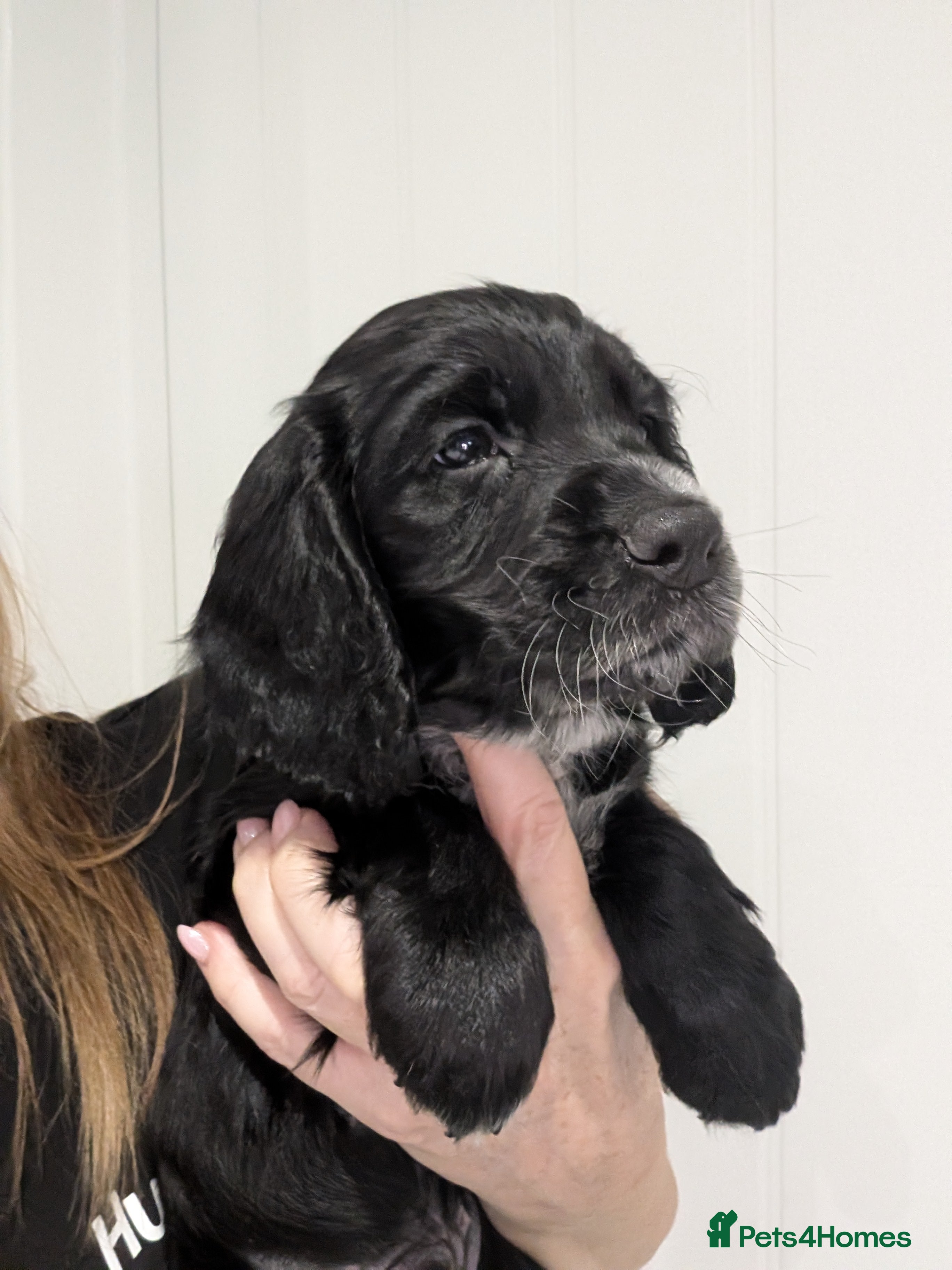 Cocker Spaniel dogs Beautiful litter of KC reg working cocker.   - Advert 3