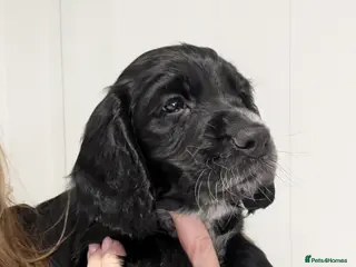 Cocker Spaniel dogs Beautiful litter of KC reg working cocker. - Advert 3