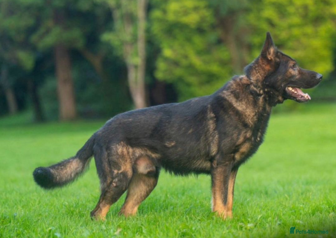 German Shepherd dogs for stud: Pedigree German shepherd for studd only  - Image 2