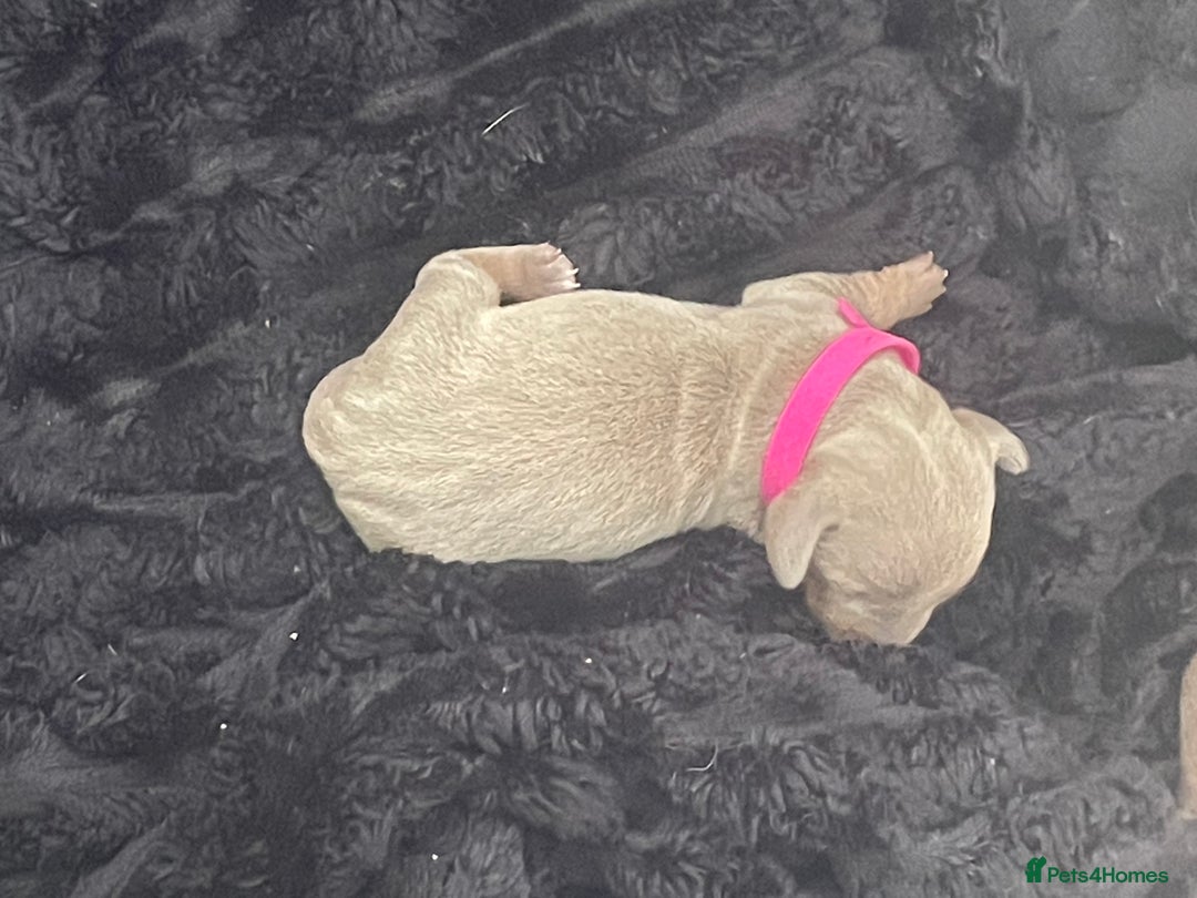 Miniature Dachshund dogs for sale: Miniature Dachshunds  - Image 3