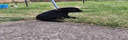 Staffordshire Bull Terrier dogs for sale: Kc registered Staffordshire bull terrier puppy - Advert 9