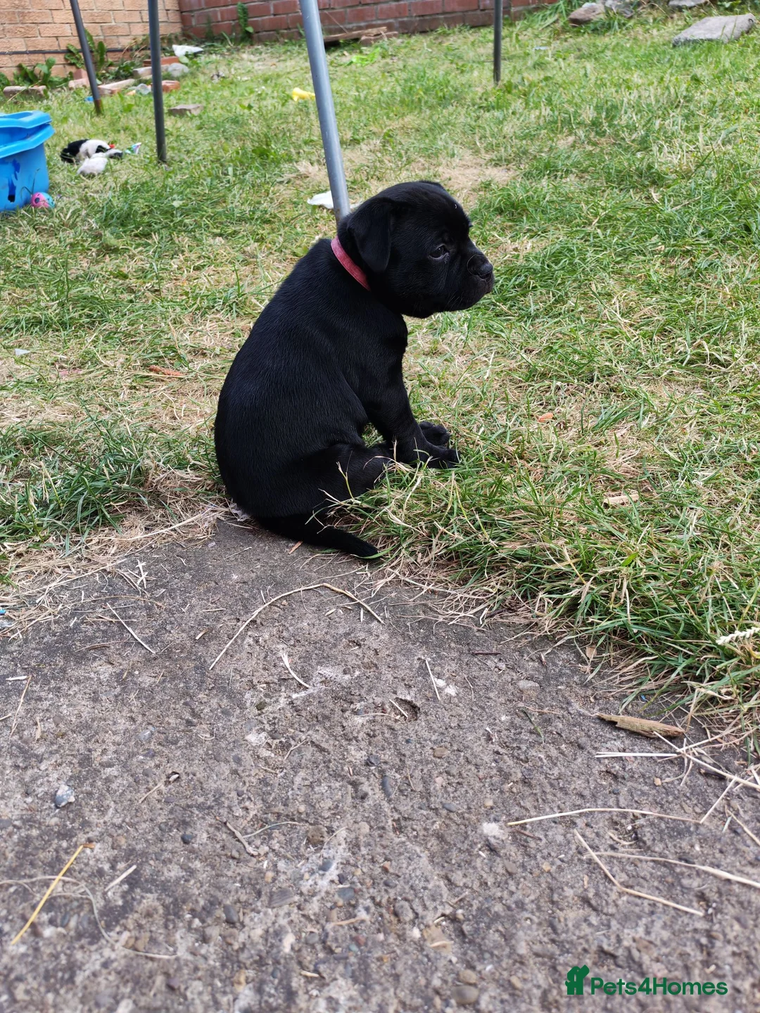 Staffordshire Bull Terrier dogs for sale: Kc registered Staffordshire bull terrier puppy - Advert 9