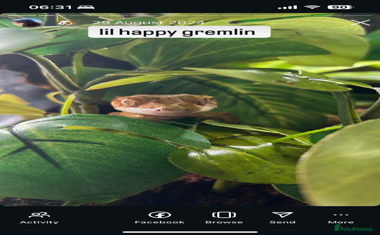 Gecko reptiles Two female crested geckos  - Advert 1