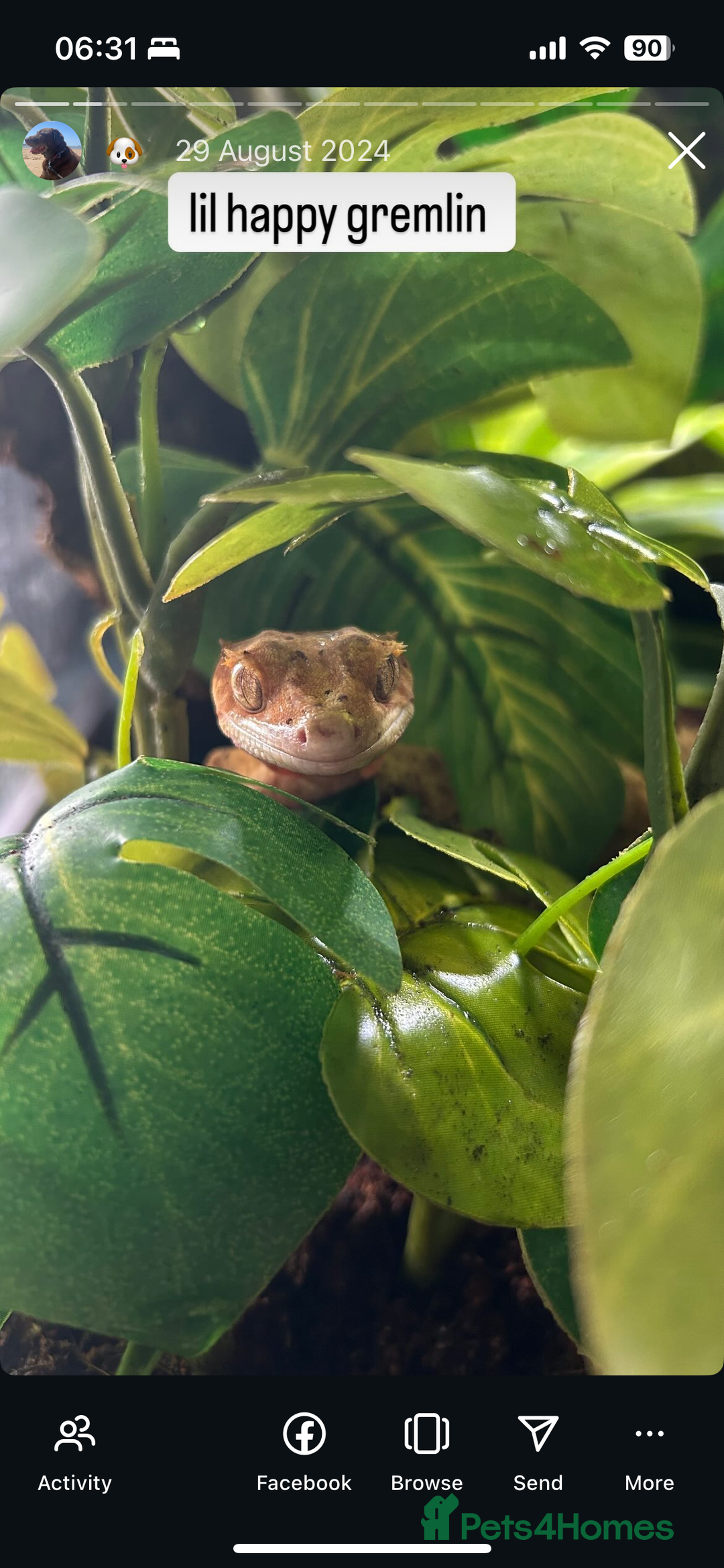 Gecko reptiles for sale: Two female crested geckos  - Advert 1