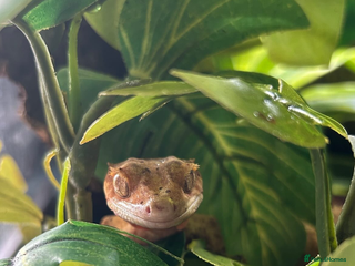 Gecko reptiles Two female crested geckos - Advert 1