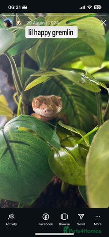 Gecko reptiles Two female crested geckos - Advert 1