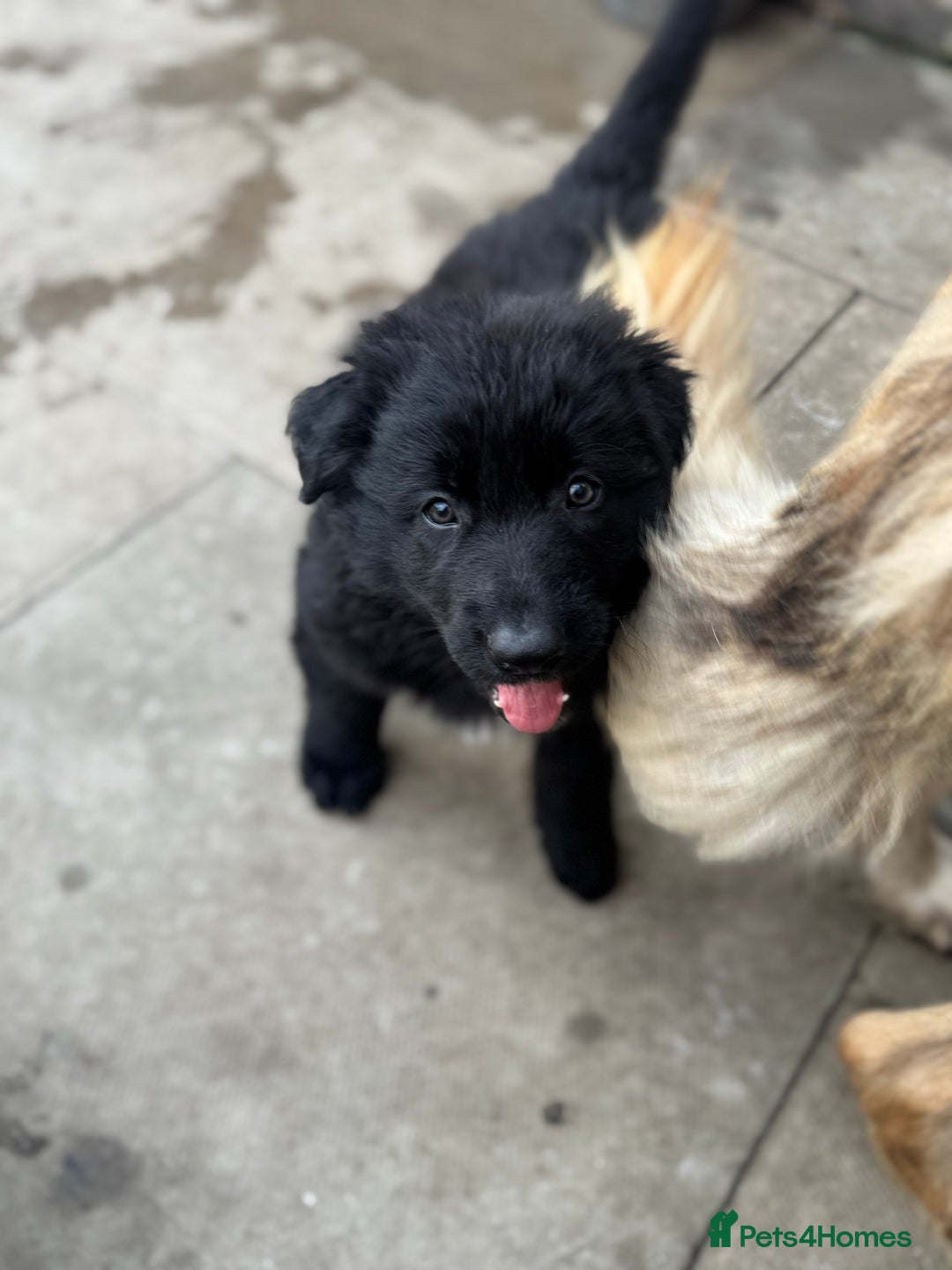 German Shepherd dogs for sale: Stunning top quality German shepherd puppies - Image 33