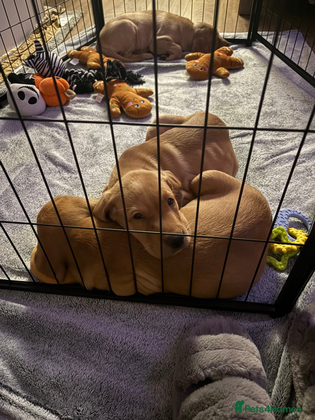 Labrador Retriever dogs for sale: 3x chunky Labradors for sale  - Advert 6