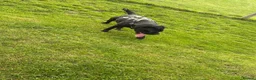 Cane Corso dogs for sale: Bonnie - Advert 8