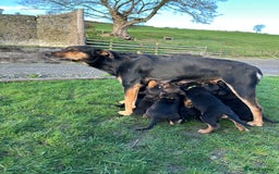 Mixed Breed dogs for sale: Huntaway X Puppies for Sale - Image 1