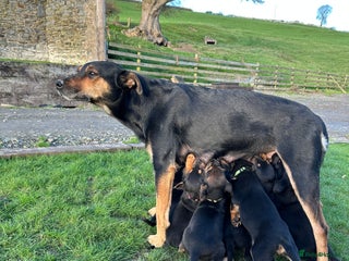 Mixed Breed dogs for sale - Advert 1