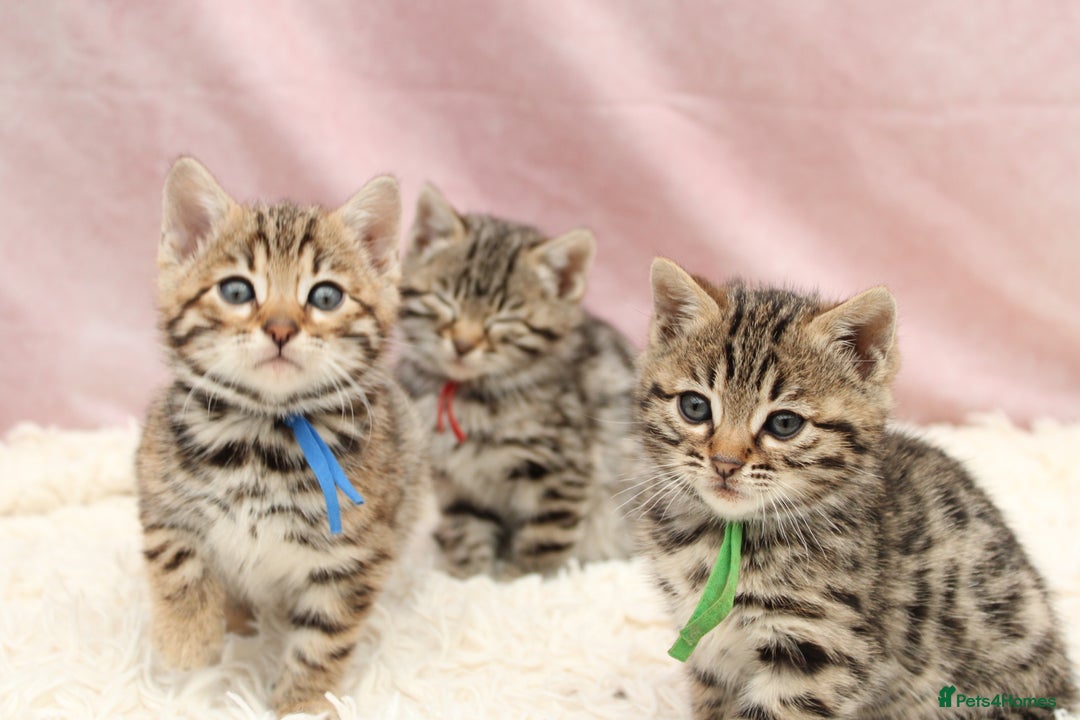 Bengal cats for sale: 🔥Stunning Bengals for reservation only 2 left🔥 - Advert 7