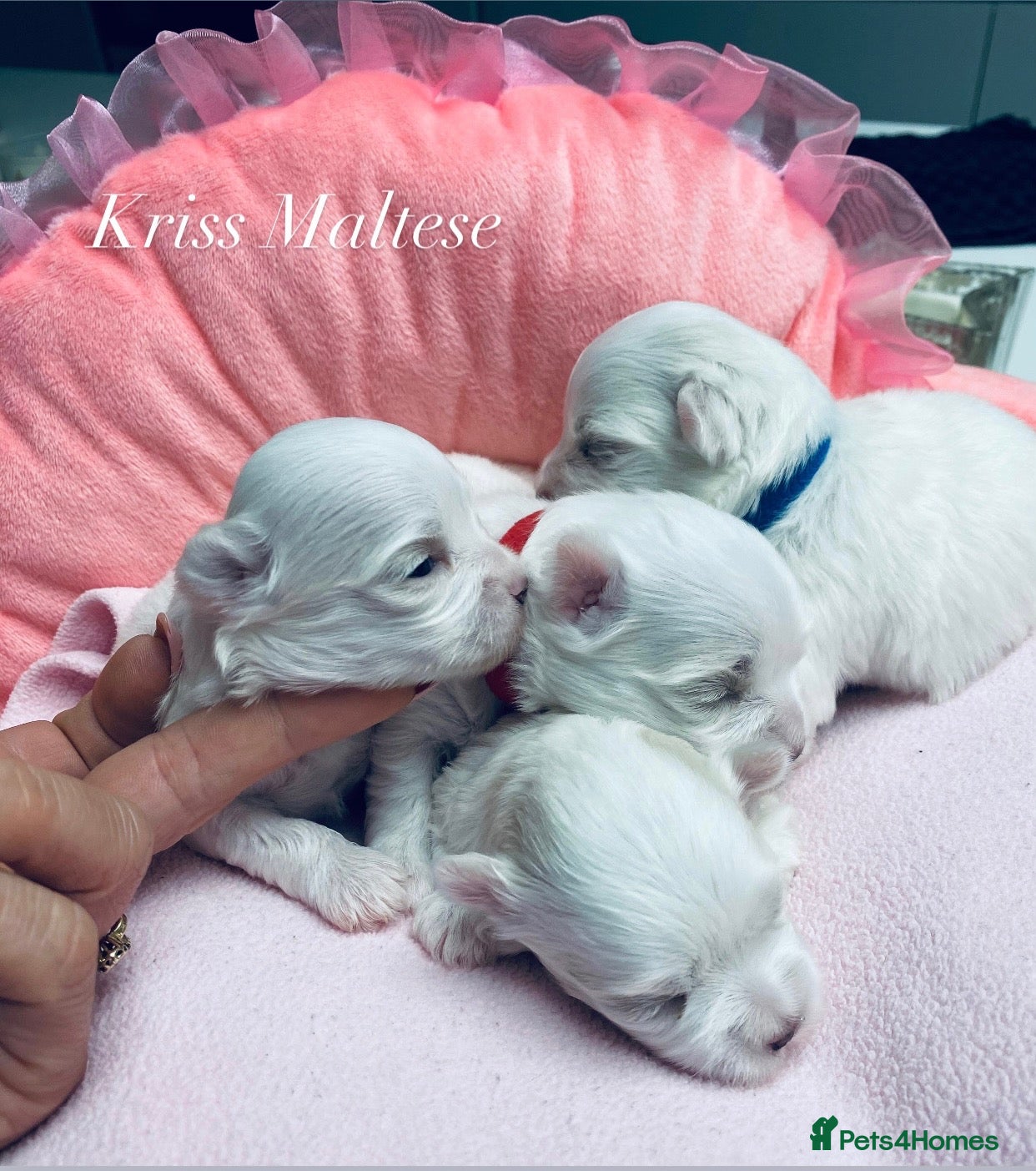 Maltese dogs ✨Outstanding kc registered Korean Maltese puppies✨ - Advert 6