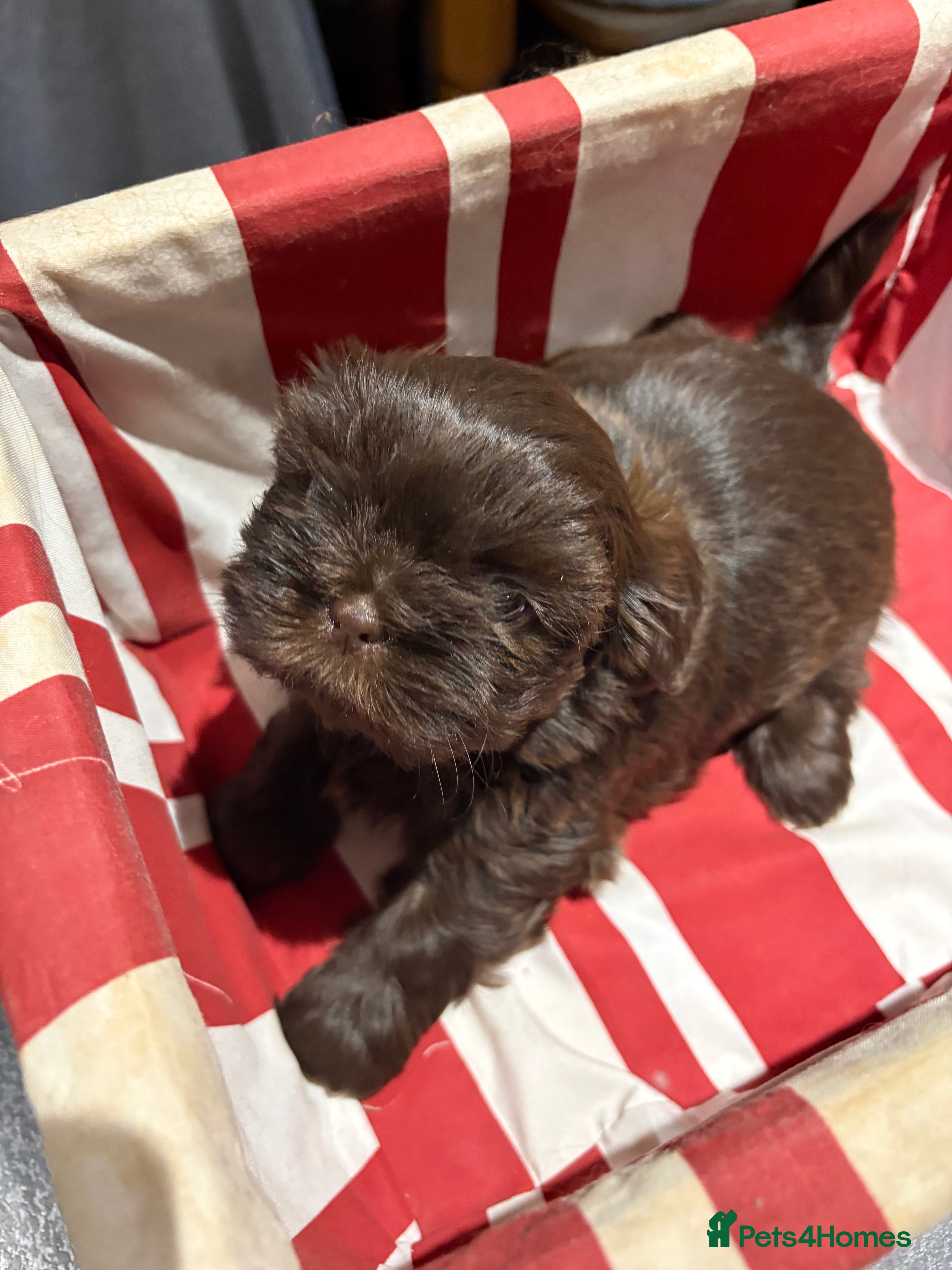 Shih Tzu dogs Karashishi shih tzu - Advert 18