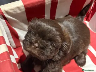 Shih Tzu dogs Karashishi shih tzu - Advert 18