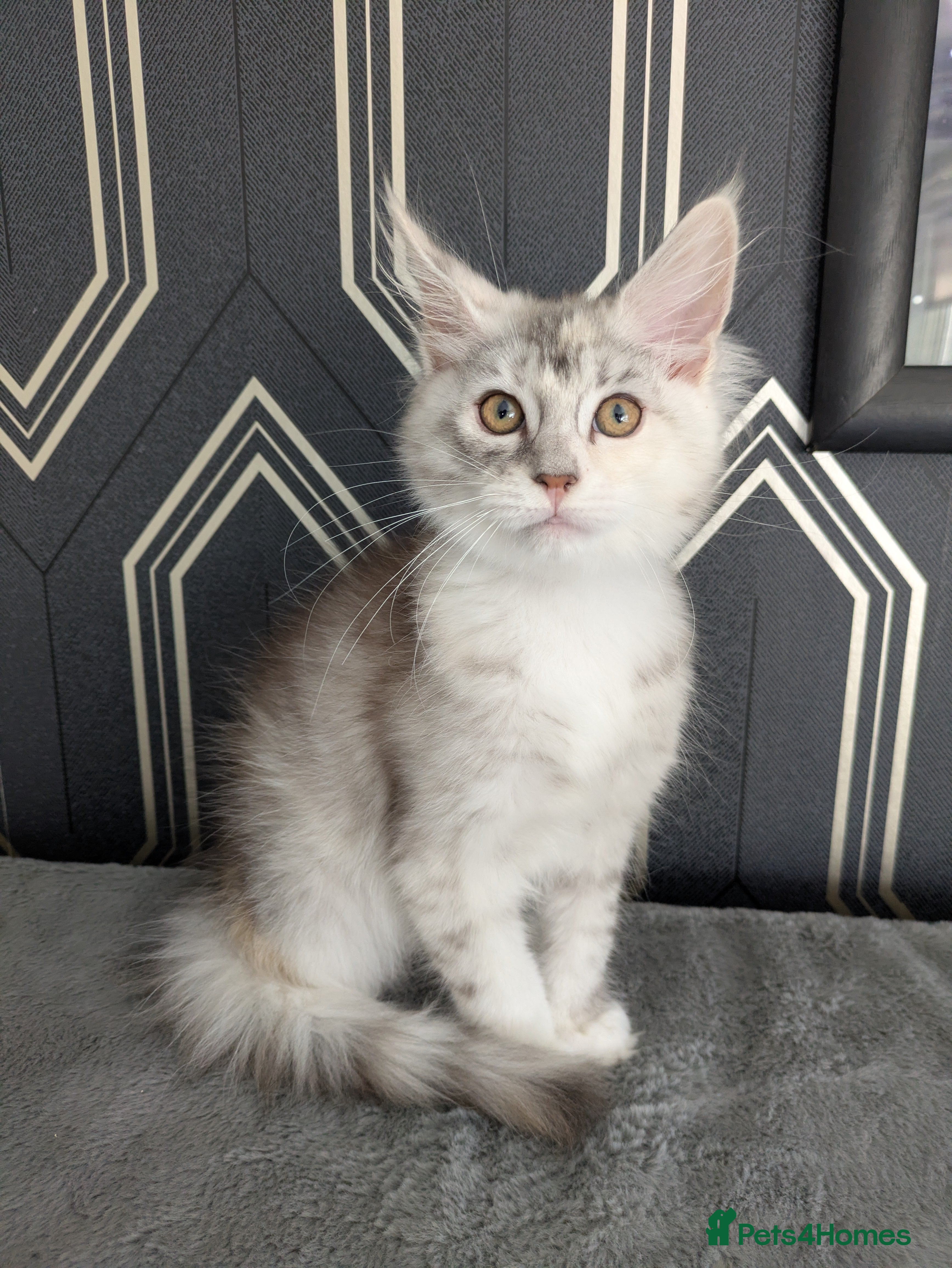 Maine Coon cats Last girl left Full pedigree Maine coon kittens - Advert 10