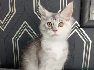 Maine Coon cats Last girl left Full pedigree Maine coon kittens - Advert 10