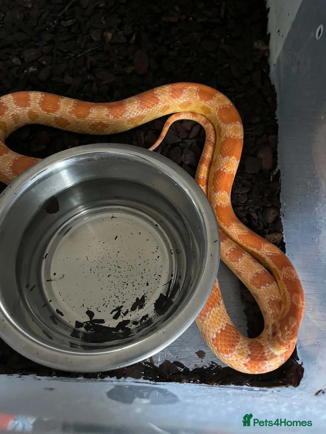 Corn Snake reptiles for sale: Corn snake  in Eastbourne - Advert 1