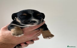 Jack Russell dogs for sale: Tri coloured Jack Russell puppies 🐶 - Image 4