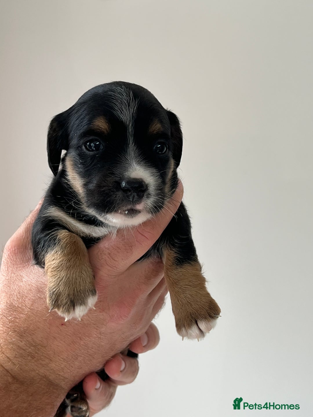 Jack Russell dogs for sale: Tri coloured Jack Russell puppies 🐶 - Image 4