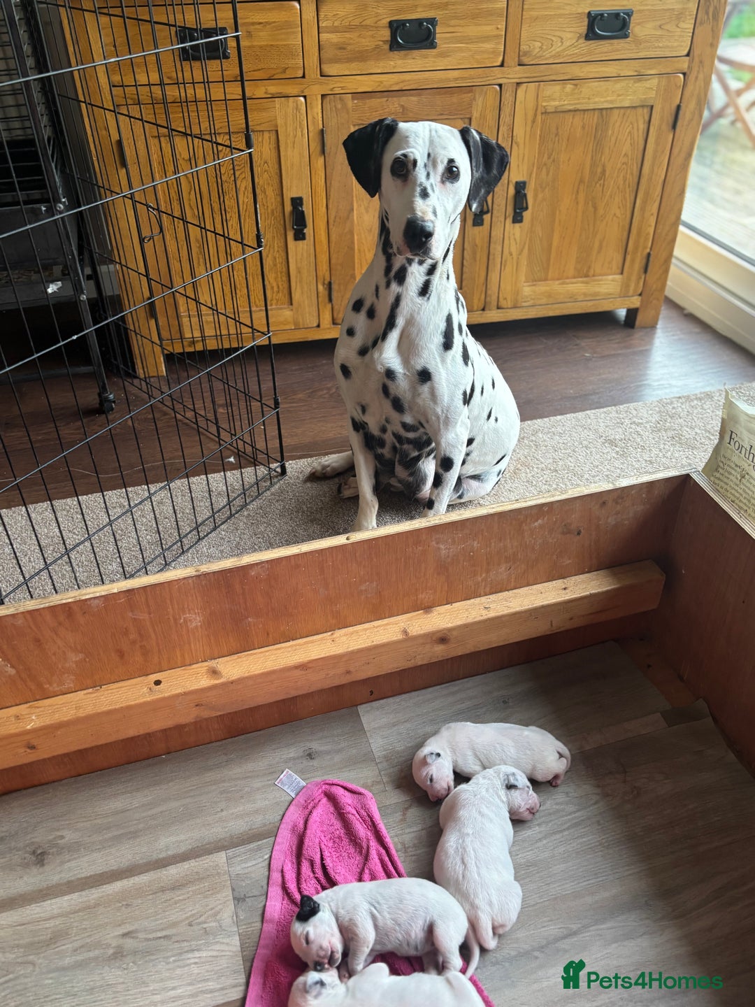 Dalmatian dogs for sale: Dalmatians BOYS and GIRLS - Image 6