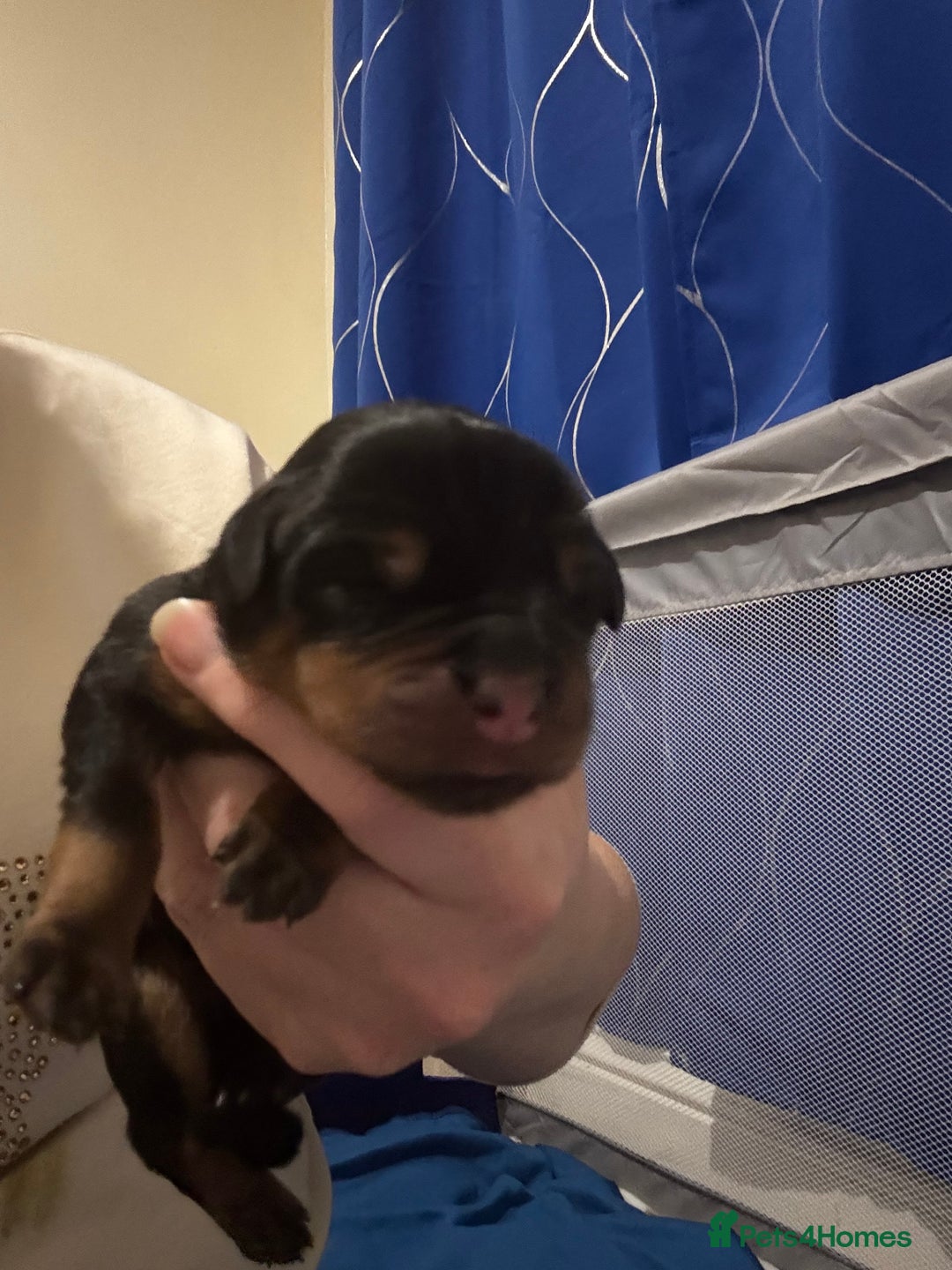 Rottweiler dogs for sale: Rottweiler  - Advert 9