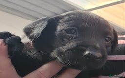 Borador dogs for sale: Male Borador Pups - Image 9