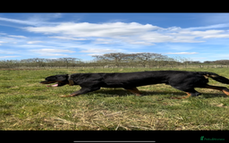 Rottweiler dogs for sale: Stunning chunky Rottweiler puppies - Image 7