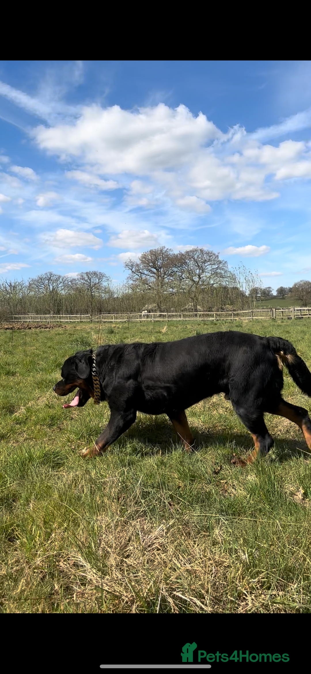 Rottweiler dogs for sale: Stunning chunky Rottweiler puppies - Image 7