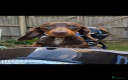 Miniature Dachshund dogs for sale: 🌟Miniature Dachshunds🌟 in Egham - Image 16