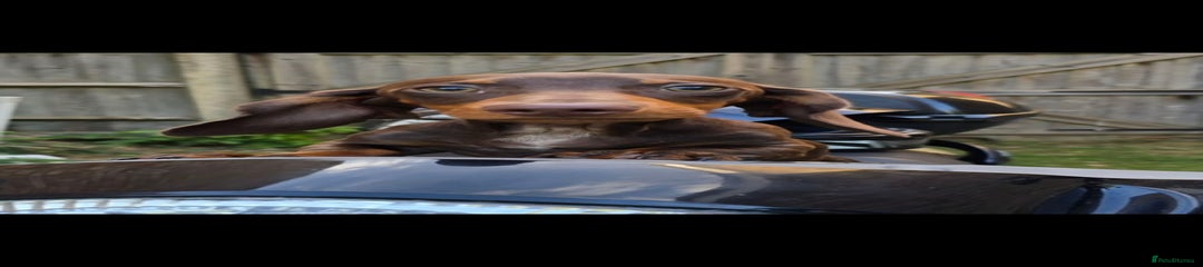 Miniature Dachshund Puppy 💙