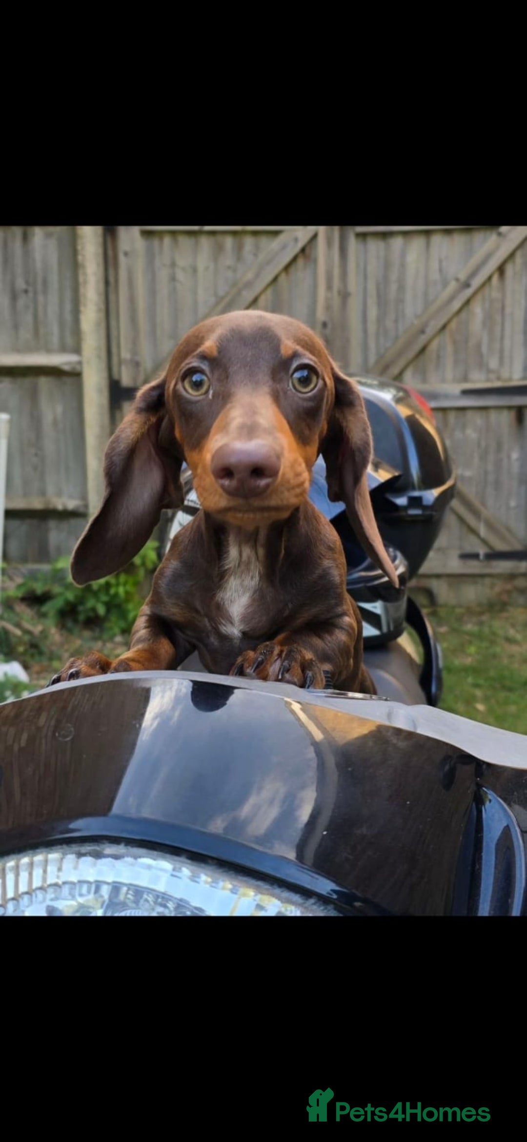 Miniature Dachshund dogs for sale: 🌟Miniature Dachshunds🌟 in Egham - Image 16