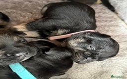 Mixed Breed dogs for sale: french bulldog x cairnterrier READY ON 7/10  - Image 7