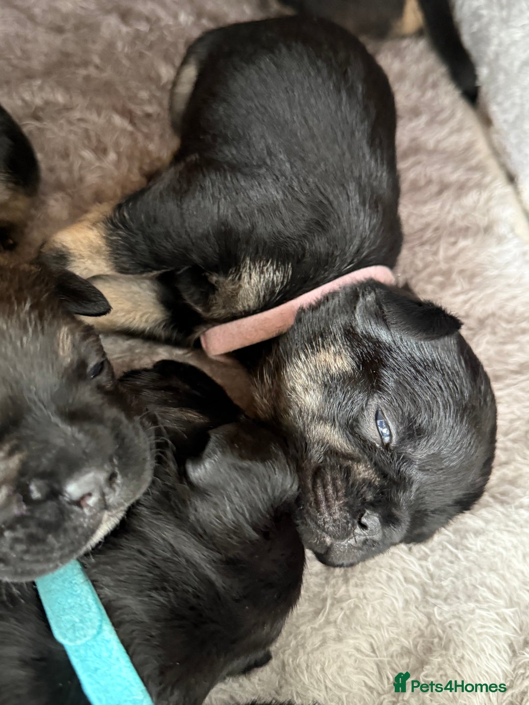 Mixed Breed dogs for sale: french bulldog x cairnterrier READY ON 7/10  - Image 7