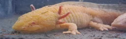 Axolotl reptiles for sale: Baby axolotls - Advert 17