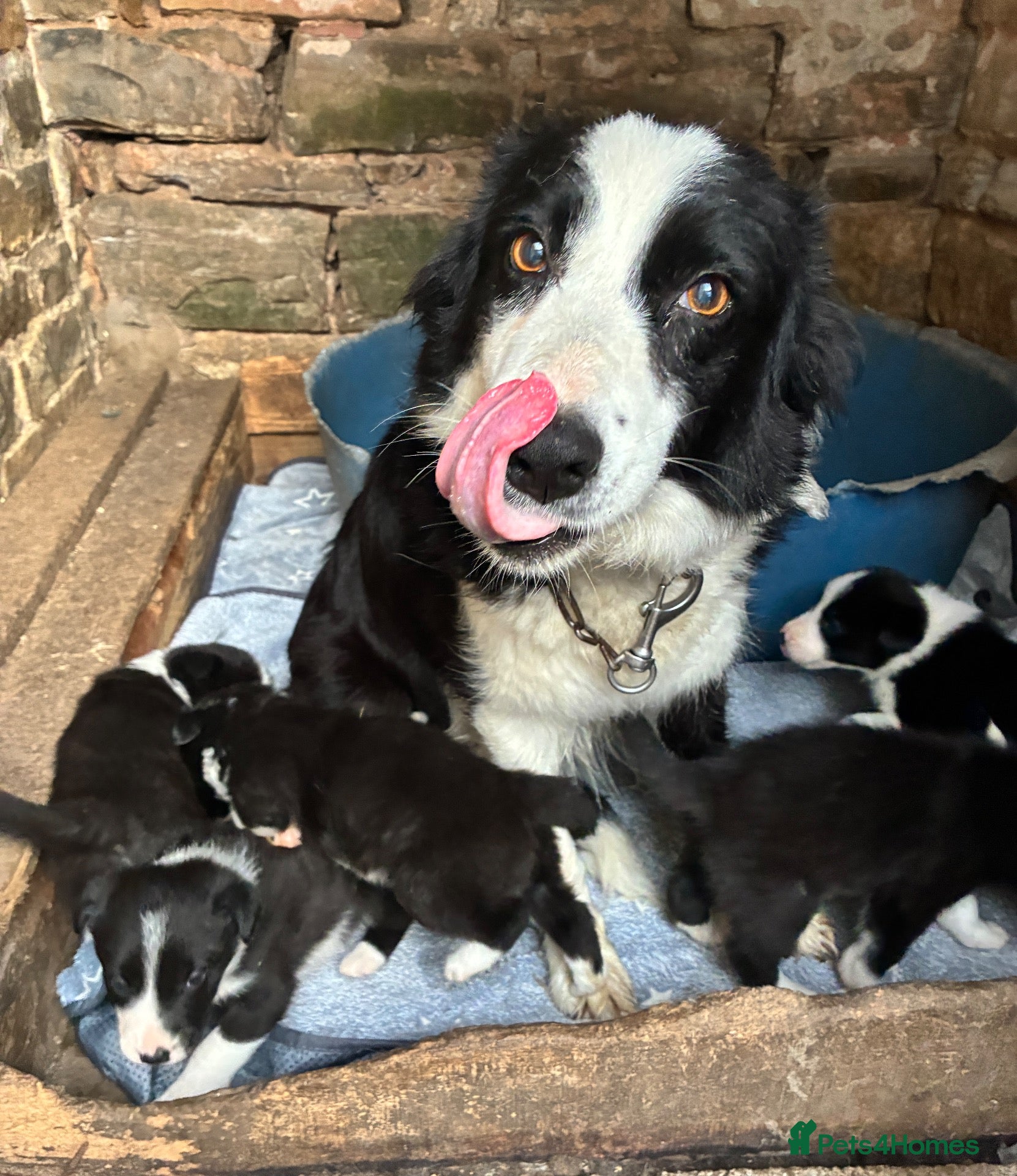 Border Collie dogs Gorgeous border collie puppies  - Advert 14