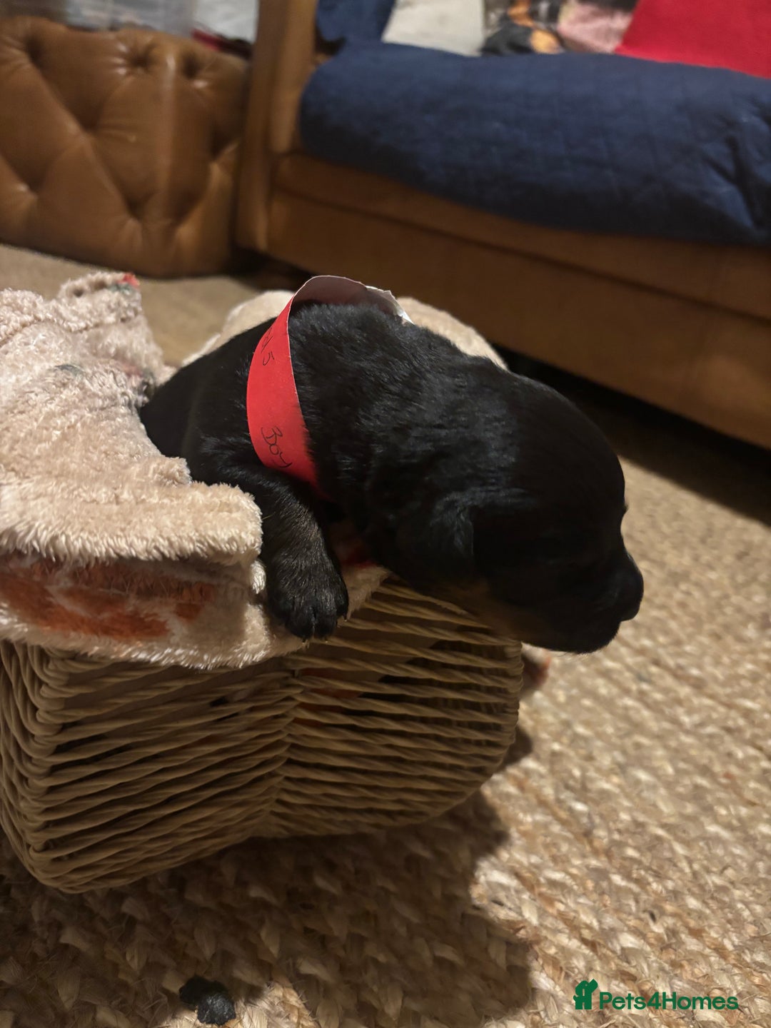 Rottweiler dogs for sale: *** Pedigree Rottweiler puppies*** - Advert 17