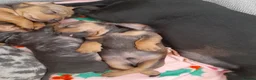Dachshund dogs for sale: Daschund puppies ready on 8th april  - Advert 6