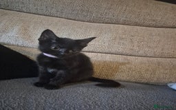 Mixed Breed cats for sale: Adorable black kittens for sale  - Image 10
