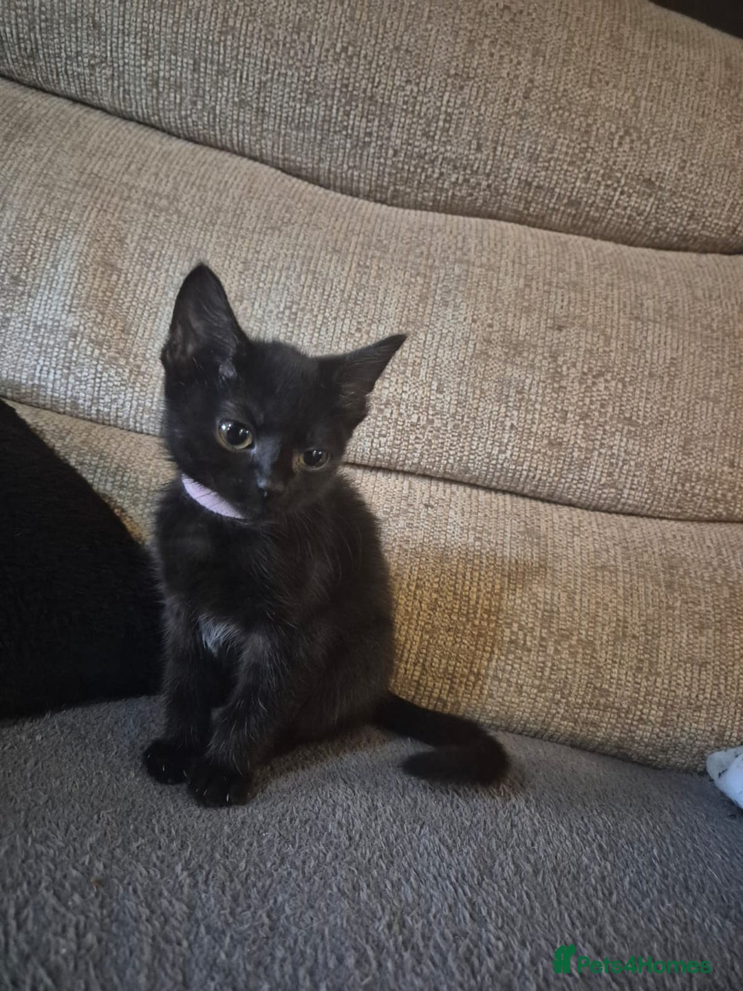 Mixed Breed cats for sale: Adorable black kittens for sale  - Image 10