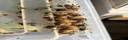 Snails invertebrates for sale: :Jodatzi baby giant african land snails - Advert 3