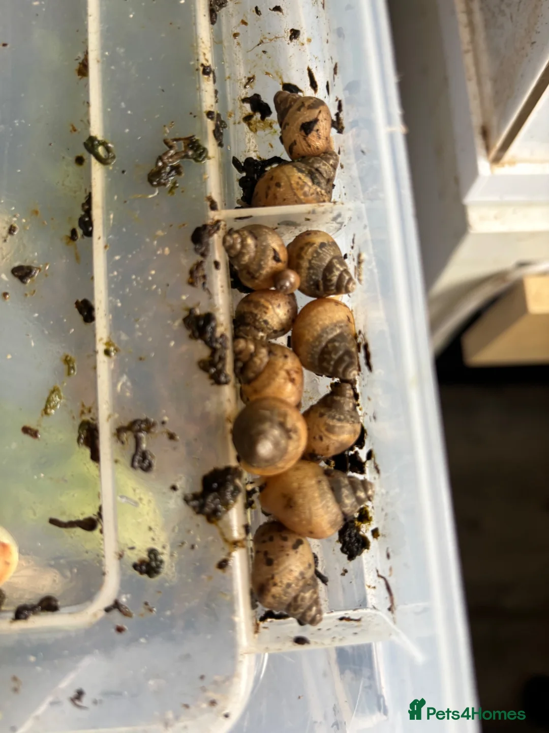 Snails invertebrates for sale: :Jodatzi baby giant african land snails - Advert 3
