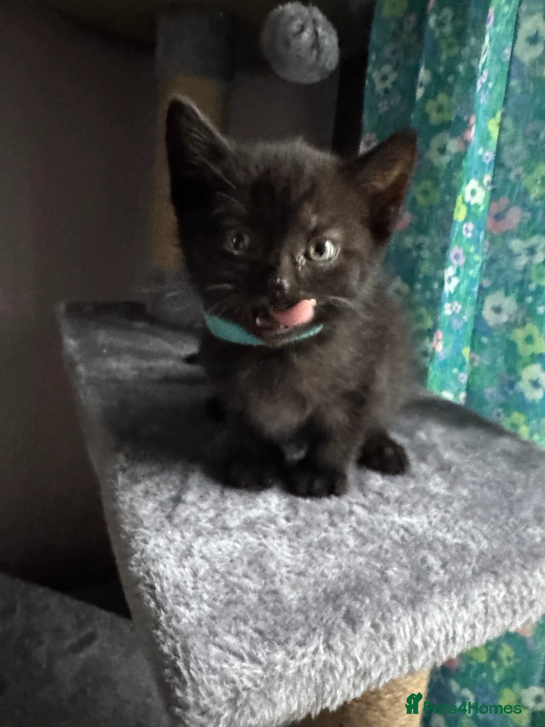 British Shorthair cats for sale: Purebred British Shorthair ONLY 1 LEFT! - Advert 3