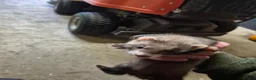 Ferret rodents for sale: 3 x Jill Ferret/polecat hybrids & 1 Jack in Braintree - Advert 8