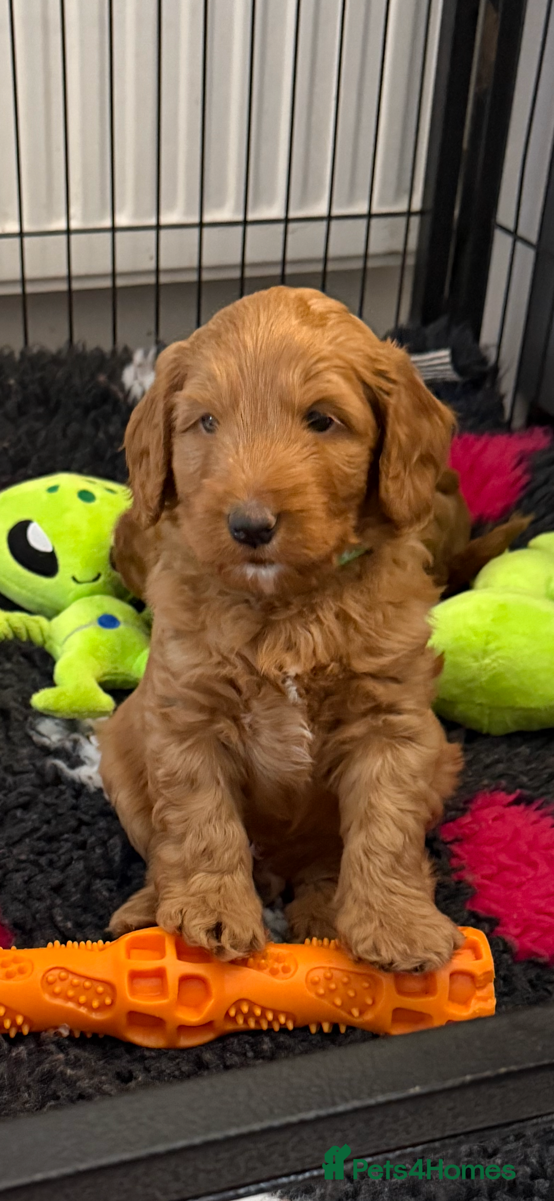 Australian Labradoodle dogs for sale: Gorgeous Mr Green still available - Advert 9