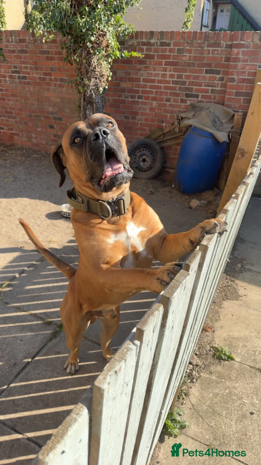 Cane Corso dogs for sale: Cane corso - Advert 2