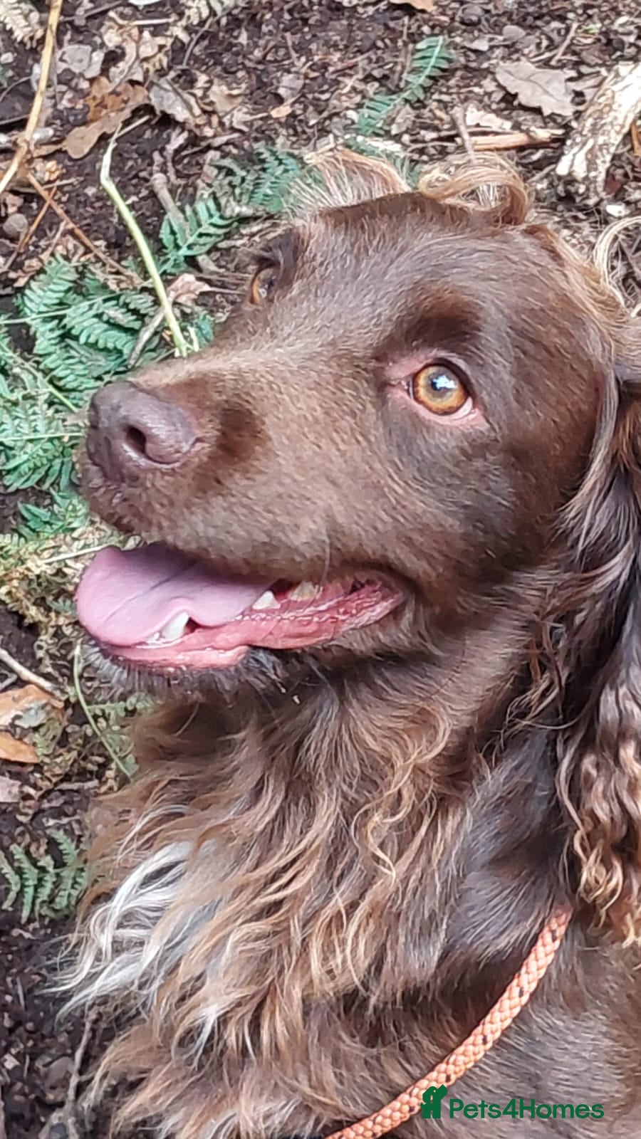 Cocker Spaniel dogs Working Cocker Spaniel at Stud - Advert 1